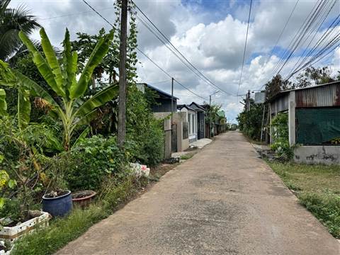 Đường bê tông trong khu dân cư, hai bên nhà dân và cây chuối